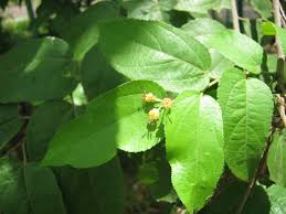 Image result for Guazuma ulmifolia