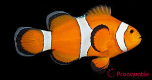 Image result for clownfish