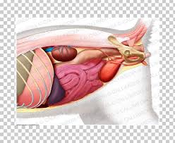 We did not find results for: Abdomen Organ Human Body Anatomy Pelvis Png Clipart Abdomen Abdomen Anatomy Abdominal Cavity Abdominal Pain Anatomy