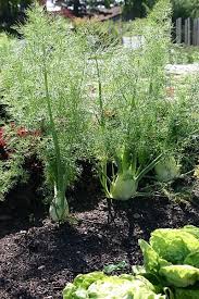 Gartentipps Knollenfenchel Selbst Anbauen Und Geniessen Http Gartensaison Gartentipps Blogspot De 2017 04 Knollenfenchel G Gartenparadies Fenchel Gartentipps