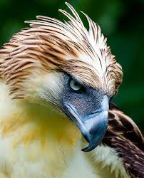 The Largest And Most Powerful Birds Of Prey Top 10 Dinoanimals Com Philippine Eagle Bird Of Prey Tattoo Birds Of Prey