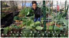 First Big Fall Urban Garden Harvest - YouTube