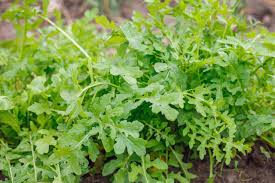 Melon from a plant that died too soon. How To Harvest And Store Arugula