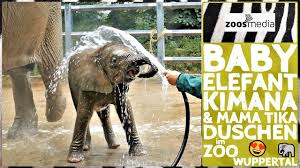 In the past century, the zoo appears to have had 40 million visitors. Zoo Wuppertal Elefanten Baby Mama Beim Waschen Zoos Media Youtube