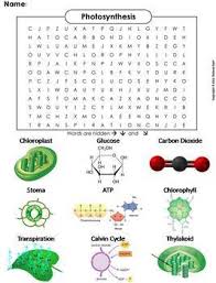 Cellular respiration activity worksheet respiration releases energy it is an exothermic process don t confuse respiration with photosynthesis cellular respiration activity worksheet. Photosynthesis And Cellular Respiration Activities Worksheets Tpt