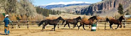 Actual video footage shot at colorado trails. The New Kids Wrangling Up Our New Horses 4ur Ranch A Colorado Dude Ranch
