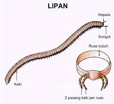 Pasalnya, iklan digunakan oleh banyak usaha—mulai dari kuliner, pendidikan, retail, percetakan, dan lain sebagainya. 30 Trend Terbaru Gambar Lipan Sketsa Tea And Lead