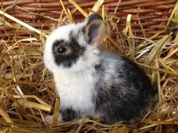 In welchem region kann man ein haus in deutschland kaufen? Kaninchen Kaufen Munchen Zwergkaninchen Kaufen Munchen Zwergkaninchen Zuchter Munchen Kaninchen Haustier Haschen Kaninchenbabys