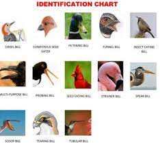 Be glad because you've come to the right place! Bird Beaks Feet And Wings Crossword Puzzles By Ah Ha Lessons Tpt