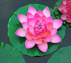 Click To Buy Lotus Flower With Lotus Leaf Floating Water Lily For The Buddha Aquarium Pool Fish Tank Landscapin Classic Toys Floating In Water Water Lily
