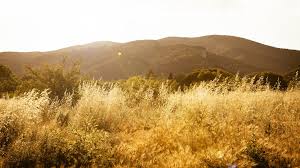 Image result for Galiniera