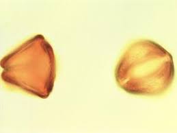 Image result for Tessmannia burttii