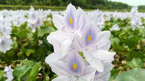 Beauty Of Water Hyacinth Flowers Youtube