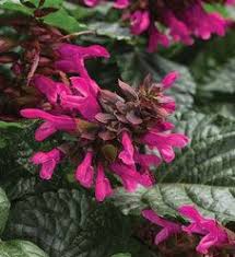 Rockin Fuchsia Salvia Hybrid Salvia Plants Salvia Pollinator Garden