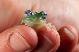 Image result for glass frog