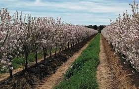 When cultivated, the size, shape and branch density are determined by rootstock selection and trimming method. What S The Shd System Agromillora