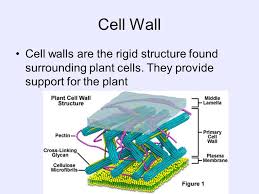 As plants are immovable they are more exposed to environmental hazards, therefore a protective covering is required. Cells The Cell Is A Unit Of Organization Units Of Life Ppt Download