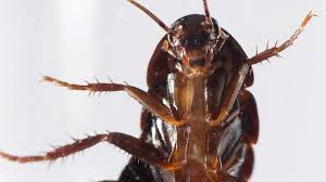 Down The Reddit Hole Of Dancing Cockroach Turf Wars By Daniel R Fincher Down The Reddit Hole Medium