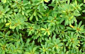 Image result for Blumea