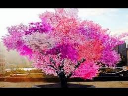 While some fruit trees are pest and disease resistant and require little maintenance, others need to be sprayed to stay healthy and beautiful. Beautiful Tree Grows Over 40 Kinds Of Fruit Youtube