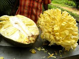 Jackfruit is typically ripe from march to june or from april to september, depending on the region where it is grown. The Jackfruit From Southeast Asia Has A Fleshy Interior When Unripe It Tastes Like Chicken But When Ripe It Tastes Sweet Like Jackfruit Fruit Weird Fruit