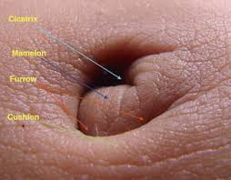 Image result for Umbilicus