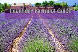 Do You Want To Start A Lavender Farm For A Small Scall Business Easy Beginner Lavender Farming Guide Incl Sessio Growing Lavender Lavender Farm Farming Guide