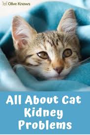 All About Cat Kidney Problems Oliveknows In 2020 Cat Kidney Cat Care Cats