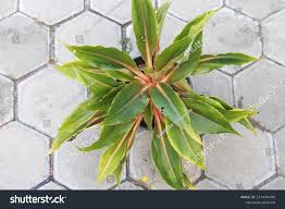 Image result for Chlorophytum filipendulum