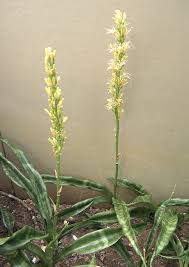 Image result for Dracaenaceae