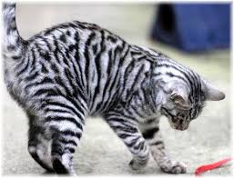 Black And White Tabby Cat Breeds This Tiger Looking Toyger Pet Cat Type Was Established By The Cross Between A Common Bengal Tabby As Well As A Striped Domestic Shor Toyger Cat Cats Cat Breeds