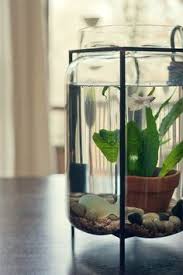 Terrarium Turned Aquarium Diy Fish Tank Water Terrarium Indoor Water Garden