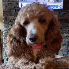 Come out to our 5 acre backyard to enjoy @pinkydoodlepoodle farewell show!. Four Gables Doodles Home Facebook