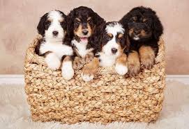 Puppy picks will be made in the order of deposits received when the puppies turn 6 weeks old. Bernedoodle Breeders Near You With Puppies For Sale