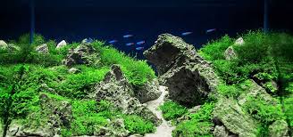 Let's go into a bit more detail. How To Get Rid Of Hair Algae Tropical Fish Hobbyist Magazine