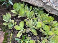 Image result for Crassula globularioides