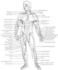 Muscles ofthe human body 331 introduction muscles can be groupedinto anatomical regions such as muscles ofthe head, arm or torso. Physiology Identification Of Muscles On The Human Body