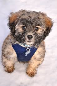 Maybe you would like to learn more about one of these? Havanese Puppies Palm Springs