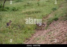 Image result for Centemopsis kirkii