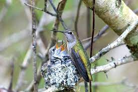 What Do Baby Hummingbirds Eat Bird Feeder Hub