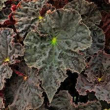 Image result for Begonia elatostemmoides