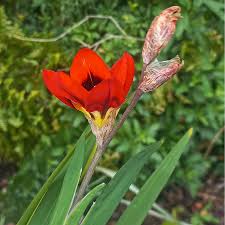 Image result for Sparaxis