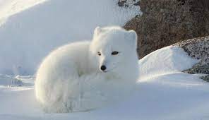 Some Snow Animals Snow Animals Baby Arctic Fox Arctic Fox