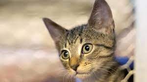 En méxico, el esquema de vacunación para perros y gatos consiste en aplicar fmvz unam a twitter: Dia Internacional Del Gato Por Que Se Celebra Tres Veces Al Ano Marca Claro Mexico