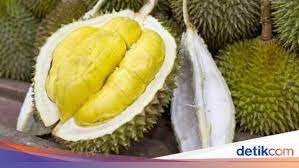 Kalau beli durian tu mesti beli yang udang merah je. Ini Asal Usul Dan Ciri Durian Musang King Yang Tersohor Lezat Rasanya