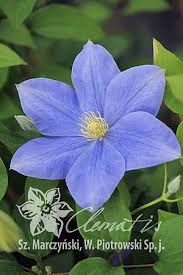 We did not find results for: Clematis Fujimusume 8313400661 Oficjalne Archiwum Allegro