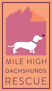 Do you have any puppies? Mile High Dachshunds Rescue Inc Home Facebook