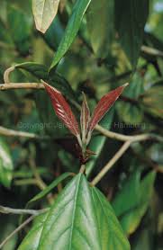 Image result for Lauraceae