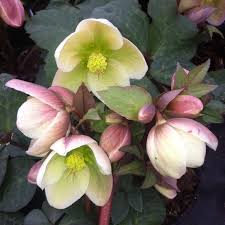 A whole new world of plants delivered to your door start shopping → order your orchard! Helleborus X Ivory Prince Walhelivor Pp16199 Copf From Nvk Nurseries
