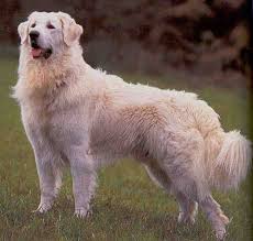 Colorado Great Pyrenees Rescue Community What S That Big White Dog Kuvasz Dog Breeds Family Dogs Breeds